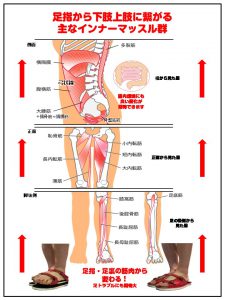 インナーマッスル（深層筋）とは、骨にへばり付いている筋肉、内臓に一番近い筋肉
